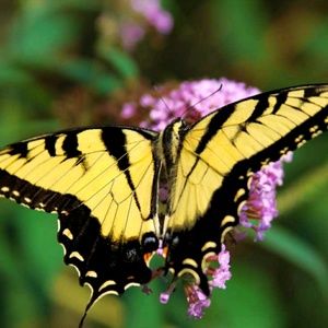 Meet your Posher, Terry